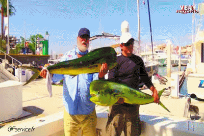 01 Focas lobo marino Animales Humor - Fun 