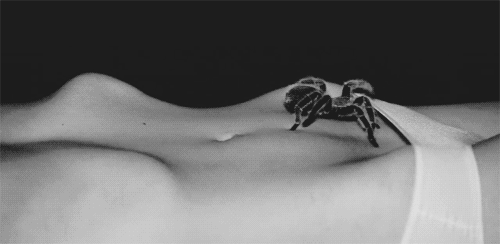 01 Insectos Animales Humor - Fun 