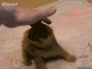 04 Cats Animals Humor -  Fun 