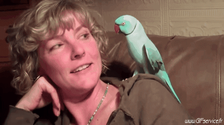 Pappagallo Peruche Uccelli Animali Umorismo -  Fun 