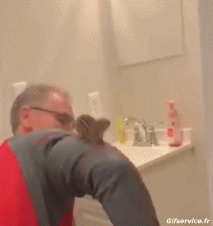 01 Scoiattoli Animali Umorismo -  Fun 