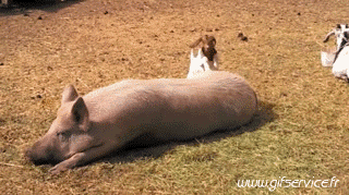 01 Pigs - Bushpigs Animals Humor -  Fun 