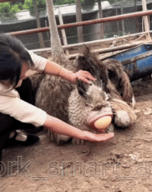 01 Avestruces Animales Humor - Fun 