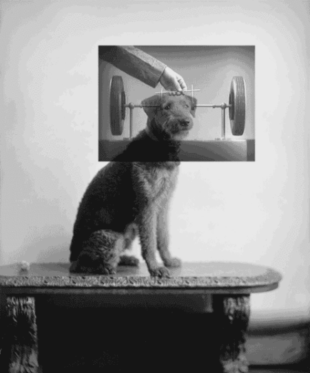 Bill Domonkos GIF Artistes Humour - Fun 