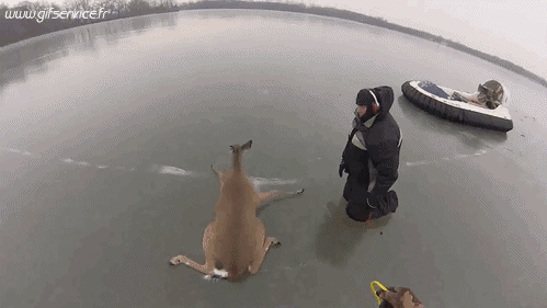 01 Deer - Fawn Animals Humor -  Fun 