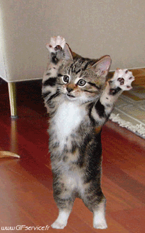 01 Gatti Animali Umorismo -  Fun 