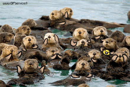 01 Otters Animals Humor -  Fun 