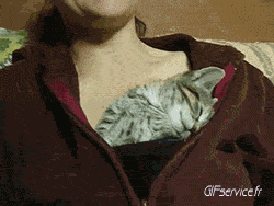 Serie 05 Chats Animaux Humour - Fun 