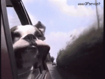 02 Dogs Animals Humor -  Fun 