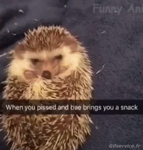 01 Hérissons Animaux Humour - Fun 