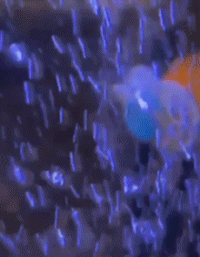 01 Fish Animals Humor -  Fun 