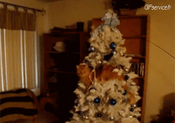 05 Gatti Animali Umorismo -  Fun 