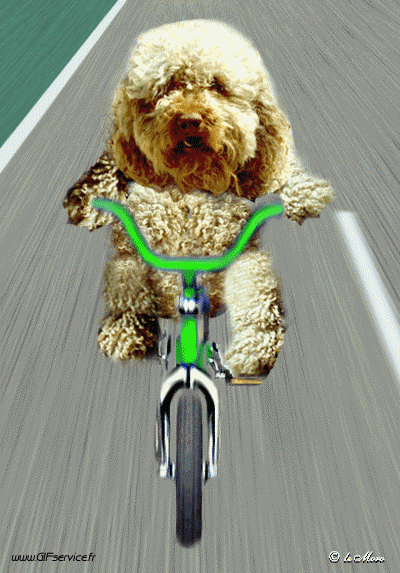 Serie 01 Chiens Animaux Humour - Fun 