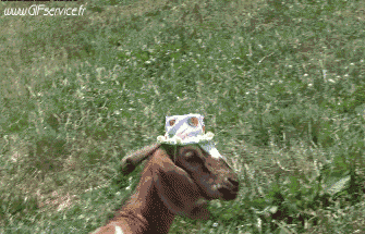 Serie 01 Chévres Bouc Animaux Humour - Fun 