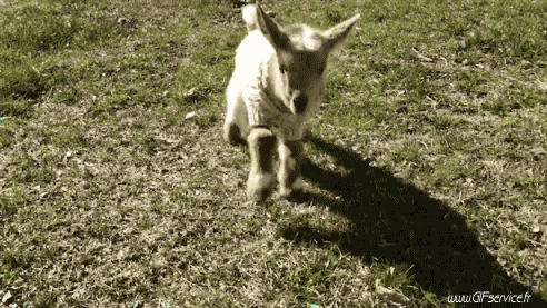 Serie 01 Chévres Bouc Animaux Humour - Fun 