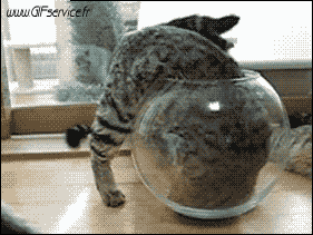 03 Cats Animals Humor -  Fun 