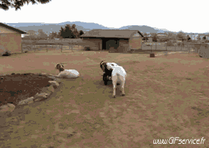 01 Cabras - Perilla Animales Humor - Fun 