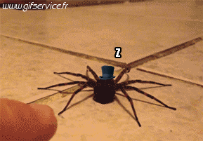 Serie 01 Insectes Animaux Humour - Fun 