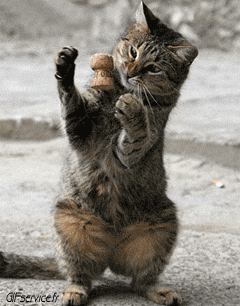 05 Cats Animals Humor -  Fun 