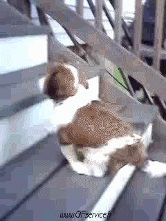 02 Dogs Animals Humor -  Fun 