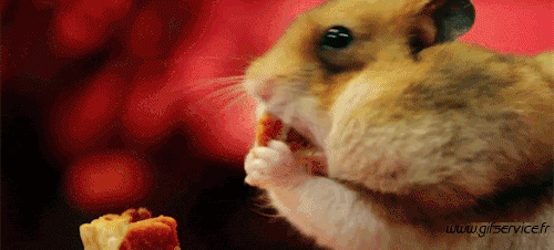 01 Hamster Animaux Humour - Fun 