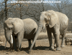 01 Elephants Animals Humor -  Fun 
