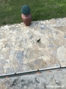 Varios Pájaros Animales Humor - Fun 