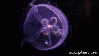 01 Medusa Animales Humor - Fun 