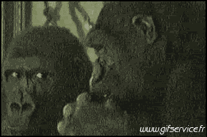 01 Scimmie Animali Umorismo -  Fun 