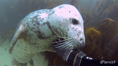 01 Focas lobo marino Animales Humor - Fun 