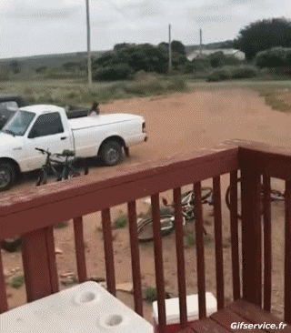 Roosters - Hens Birds Animals Humor -  Fun 