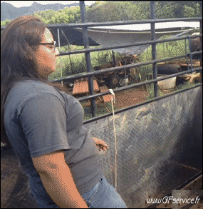 01 Schaf Tiere Humor -  Fun 