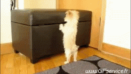 02 Hunde Tiere Humor -  Fun 