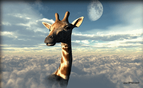 GIF 01 Girafes Animaux Humour - Fun