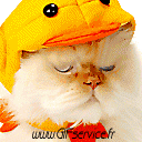 03 Gatti Animali Umorismo -  Fun 