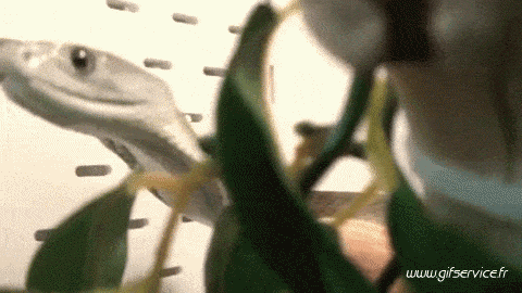 Serie 01 Serpents Animaux Humour - Fun 