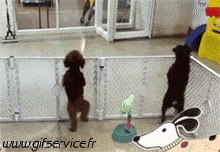 03 Hunde Tiere Humor -  Fun 