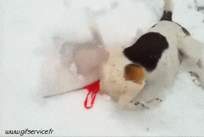 Serie 03 Chiens Animaux Humour - Fun 