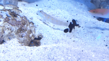 01 Fisch Tiere Humor -  Fun 