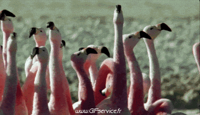 Flamenco Pájaros Animales Humor - Fun 