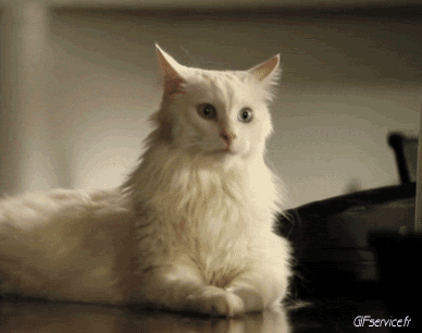 04 Katze Tiere Humor -  Fun 