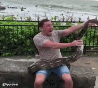 01 Serpientes Animales Humor - Fun 