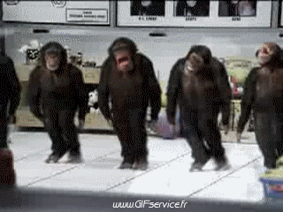 01 Monkeys Animals Humor -  Fun 