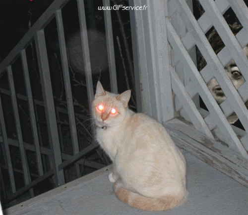 02 Gatos Animales Humor - Fun 