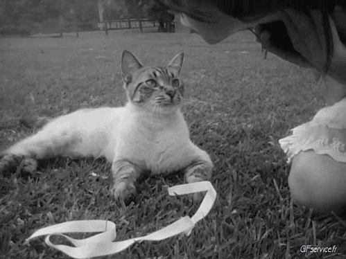 04 Katze Tiere Humor -  Fun 