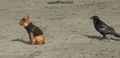 Divers Oiseaux Animaux Humour - Fun 