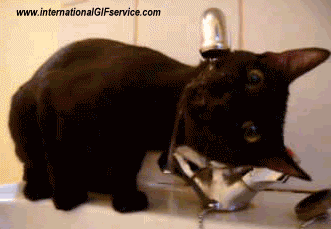 01 Gatos Animales Humor - Fun 