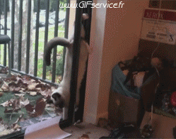 Serie 03 Chats Animaux Humour - Fun 