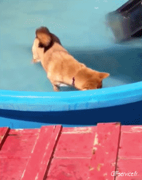 04 Perros Animales Humor - Fun 