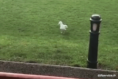 Möwen Geflügel Tiere Humor -  Fun 